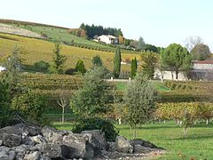 Vignoble à Bouteville, dans l'ouest.