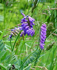 <center>Vicia cracca</center>