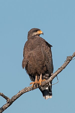 图为黑鸡鵟（Buteogallus anthracinus gundlachii）。摄于古巴。