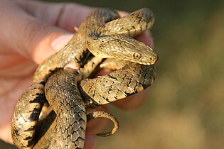 In Umbria, Italy