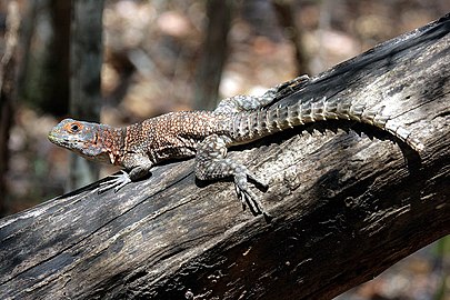 Oplurus cuvieri at Kirindy