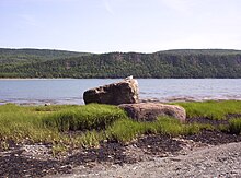 Goéland hudsonien veillant sur la baie du Ha! Ha!