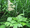 Rodgersia podophylla