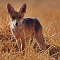 Vulpes vulpes kurdistanica