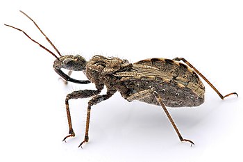 Assassin bug