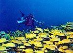 Thumbnail for Scuba diving tourism