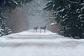 Twee vrouwelijke elanden (Alces alces) 's winters langs de Carska Droga.