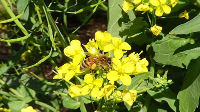 Apis mellifica colectando polen en flores de nabo en Oklahoma