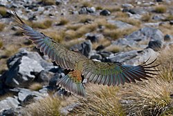 Kea im Flug (von Chmehl)