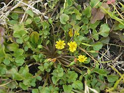 Lapsana apogonoides