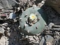 Lophophora diffusa na nalezišti.