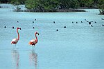 Nationalpark Ciénaga de Zapata