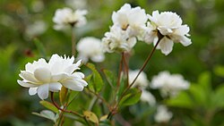 Rosa banksiae var. banksiae