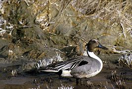 Canard pilet (Anas acuta)