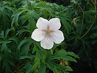 Geranium pratense מתורבת