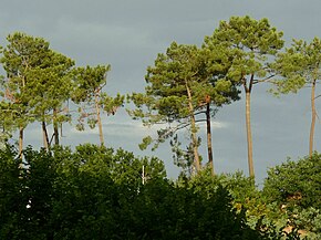 Descripcion d'l'imatge Landes pins mimizan.JPG.