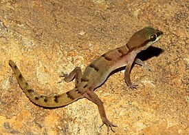 Microgecko latifi