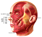 Plate showing facial muscles by Sobotta