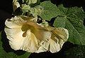 Stockrose (Alcea rosea)