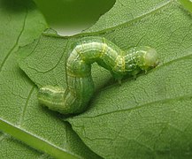 Oruga de Alsophila pometaria