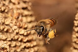 Eiropas medus bite (Apis mellifera)