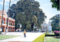 Tule tree with town church in background in Santa Maria de Tule