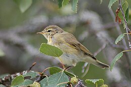 Pilkoji pečialinda (Phylloscopus collybita)