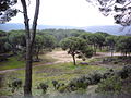 Bosque de pinos piñoneros en el Embalse de San Juan (Comunidad de Madrid, España).