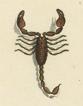 Иллюстрация из «Natursystem der Ungeflügelten Insekten», 1800