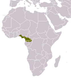 Distribución del cusimanse de Camerún