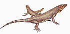 Nyctiphruretus acudens