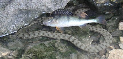 Eating a European perch