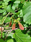 Foliage and fruit; Serbia