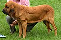 Red, black-pigmented type