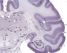 Brainmaps-macaque-hippocampus.jpg