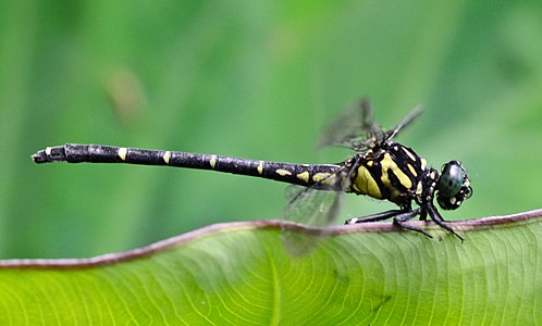 female