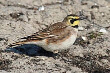 petite oiseau à la tête jaune et noire, au dos marron et au ventre beige.