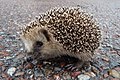 European hedgehog