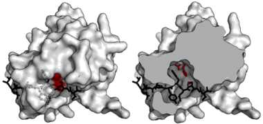 TEV protease