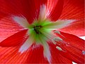 Amaryllis in Blüte