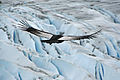 Andean Condor, In Chilean national park Torres del Paine