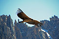 A young andean female Condor, in national park Nahuel Huapi, Argentina