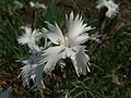 Bosgraffioat (Dianthus segueri ssp. glaber)