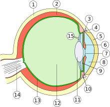 Eye scheme mulitlingual.svg