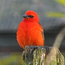 Фуді червоний (Foudia madagascariensis)