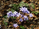 Hepatica nobilis