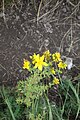 Hypericum perforatum L. (Hypericaceae)