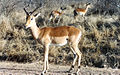 Impala am Krügerpark