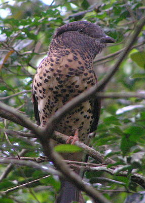 Kurol, wiiftje LC - least concern (ei trüüwet)