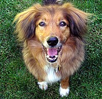 A healthy 13-year-old mixed-breed dog shows hybrid vigor.